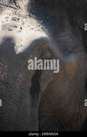 Un'immagine ravvicinata di un elefante che innaffia gli occhi, foto scattata dal campo degli elefanti a Coorg, Karnataka, India Foto Stock