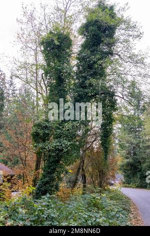 Issaquah, Washington, Stati Uniti. Un albero che copre completamente l'albero con l'Ivy inglese invasivo, causando l'albero a magra. Sotto di esso sono specie invasive Hima Foto Stock