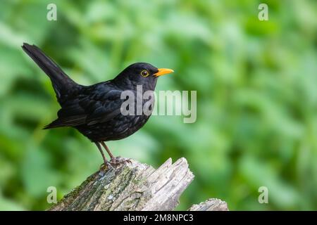 Maschio Blackbird [ Turdus merula ] sul vecchio tronco con la coda sollevata Foto Stock