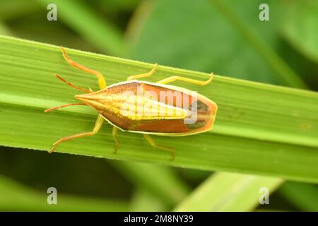 Bug giallo e marrone scudo che striscio su erba verde. Havate di Megarrhampus. Macro. Java, Indonesia. Foto Stock