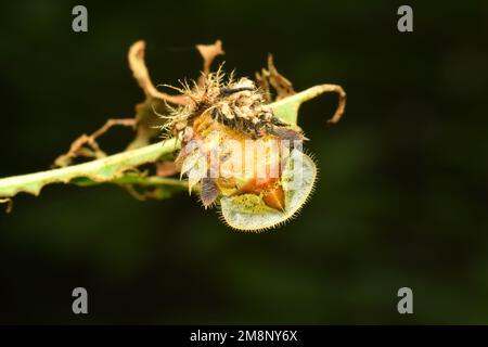 Fase di sviluppo del cuccioli di coleottero dorato. Surakarta, Indonesia. Foto Stock