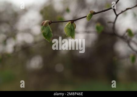 Le prime foglie su un ramo in primavera si avvicinano, a fuoco superficiale Foto Stock