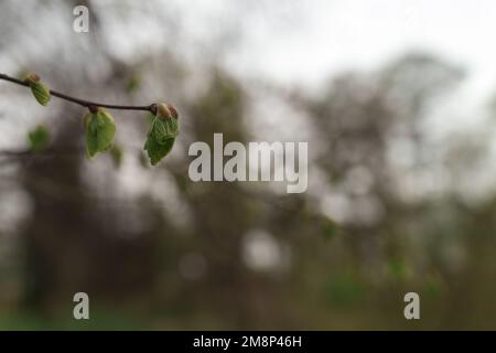 Le prime foglie su un ramo in primavera si avvicinano, a fuoco superficiale Foto Stock