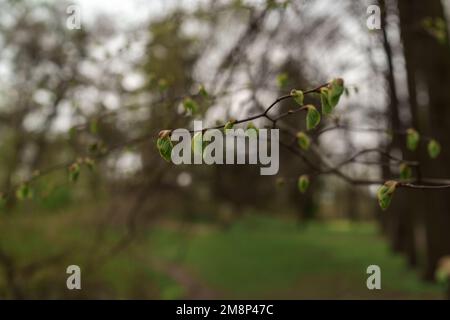 Le prime foglie su un ramo in primavera si avvicinano, a fuoco superficiale Foto Stock
