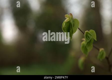 Le prime foglie su un ramo in primavera si avvicinano, a fuoco superficiale Foto Stock