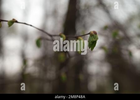 Le prime foglie su un ramo in primavera si avvicinano, a fuoco superficiale Foto Stock