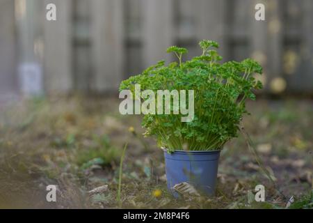 Piante di fiori in vaso che crescono in vasi di muschio di torba biodegradabile su sfondo di legno. Zero sprechi, riciclaggio Foto Stock