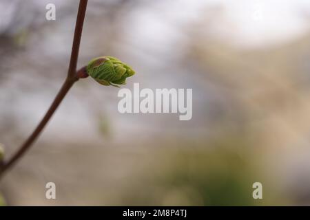 Le prime foglie su un ramo in primavera si avvicinano, a fuoco superficiale Foto Stock