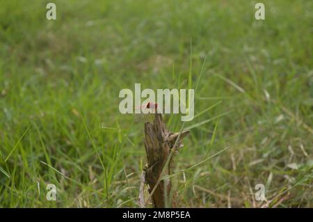 Una libellula di colore arancione è seduta su un tronco di albero su un campo di erba verde Foto Stock
