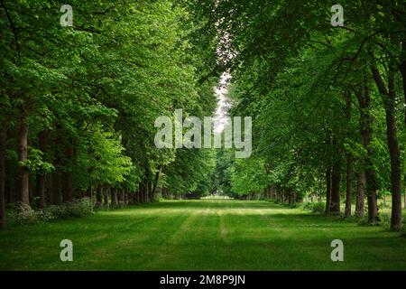 Parigi, Francia - Maggio, 2022:la Foresta di Versailles Reggia è vivace, il parco degli alberi è scenario verde ovunque Foto Stock