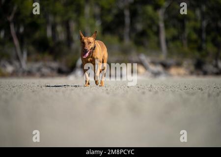 cane di salvataggio su una spiaggia sabbiosa in australia in tasmania Foto Stock