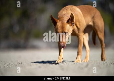 cane di salvataggio su una spiaggia sabbiosa in australia in tasmania Foto Stock