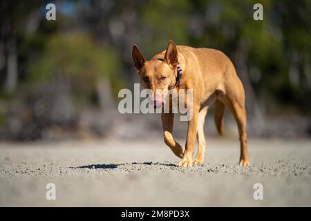 cane di salvataggio su una spiaggia sabbiosa in australia in tasmania Foto Stock