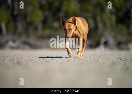 cane di salvataggio su una spiaggia sabbiosa in australia in tasmania Foto Stock
