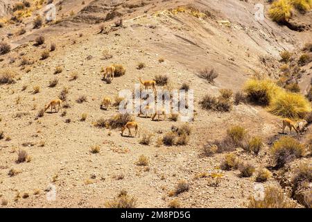 Le vicune, parenti selvatici di lama, pascolo nei campi di Jujuy, Argentina Foto Stock