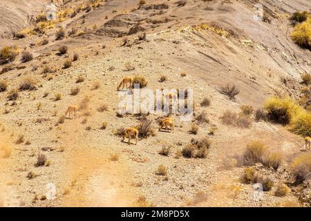 Le vicune, parenti selvatici di lama, pascolo nei campi di Jujuy, Argentina Foto Stock