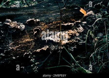 Un primo piano di fungo su un vecchio albero rotto Foto Stock