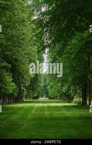 Parigi, Francia - Maggio, 2022:la Foresta di Versailles Reggia è vivace, il parco degli alberi è scenario verde ovunque Foto Stock