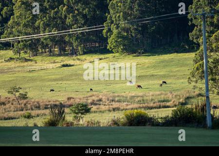 mucche che pascolano su una collina nel paese in europa Foto Stock