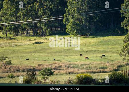 mucche che pascolano su una collina nel paese in europa Foto Stock