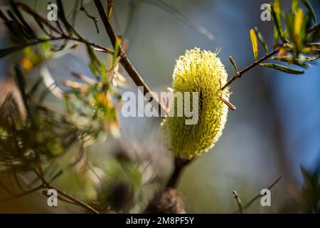 Fiore giallo Banksia in tasmania australia in estate Foto Stock