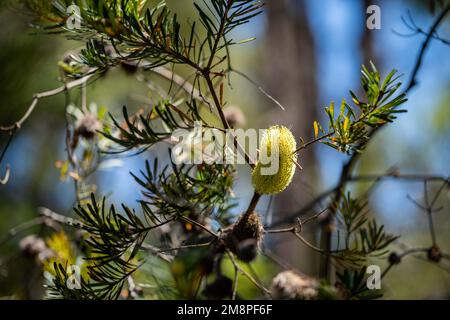 Fiore giallo Banksia in tasmania australia in estate Foto Stock