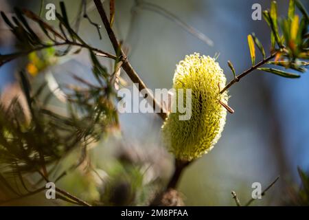 Fiore giallo Banksia in tasmania australia in estate Foto Stock