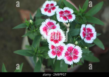 Rosso garofano turco con macro sfocatura bianca. Spazio di copia. Dianthus barbatus. Foto Stock