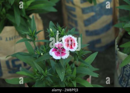 Dianthus fiore nel giardino Foto Stock