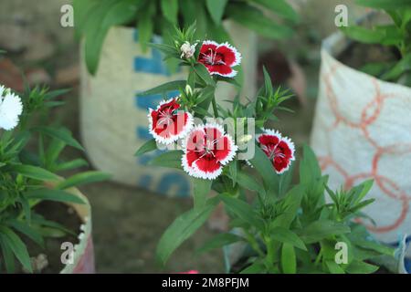Primo piano di alcune belle bambole Dianthus Baby, Dianthus chinensis Foto Stock
