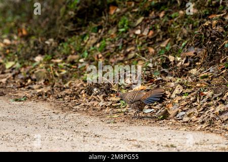 Kalij fagiano o Lophura leucomelanos femmina uccello che corre sulla pista forestale nella zona dhikala del parco nazionale jim corbett o Tiger Reserve uttarakhand Foto Stock