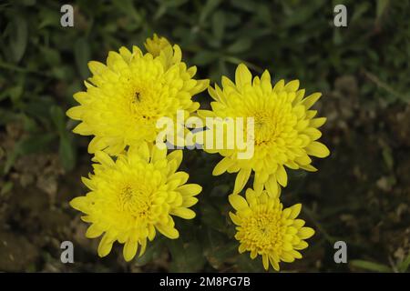 primo piano ritratto il fiore giallo di crisantemo Foto Stock