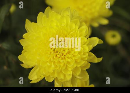 Closeup shot di fioritura crisantemo giallo fiore. Foto Stock