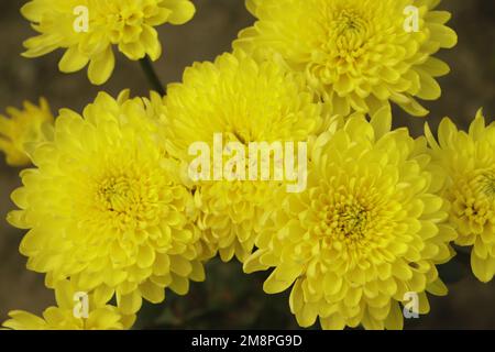 Un bouquet di crisantemi gialli che compongono la composizione. Fiori primaverili in regalo. Crisantemi gialli. Foto Stock
