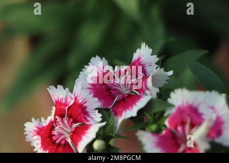 Dianthus barbatus. Fioritura del garofano turco. Fiori estivi. William dianthus. Fiori in giardino. Foto Stock