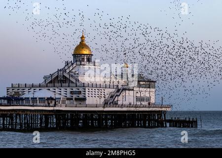 Murmuration of Starlings, sul molo di Eastbourne. Un gran numero di starlings si arrostiscono insieme per la sicurezza in inverno. Foto Stock