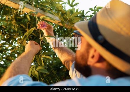 Contadino in un cappello di paglia tocca un fiore di frutto della passione. Vista posteriore, sopra la spalla. Giardinaggio biologico e concetto di serra tropicale. Foto Stock