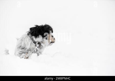 Il piccolo cane attivo Jack Russell Terrier nell'inverno bianco guarda indietro sulla sua spalla. Foto Stock