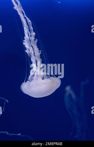 Singapore sentosa Aquarium Foto Stock