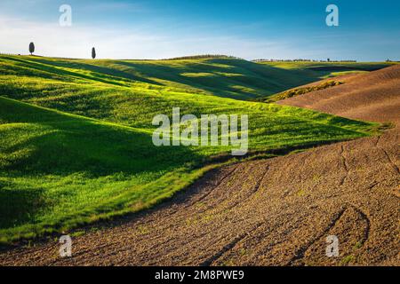 Bellissimi campi arati in primavera e prati verdi sulle pendici in Toscana, Italia, Europa Foto Stock