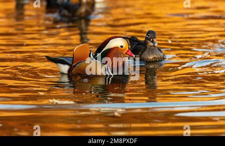 Pechino yuyuantan ha funzionato Foto Stock