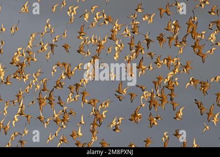 Golden Plover (Pluvialis albicaria) flying flocks Norfolk UK GB Dicembre 2022 Foto Stock