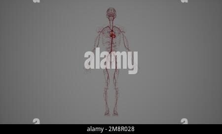 Vista anteriore del sistema arterioso umano,3drendering Foto Stock