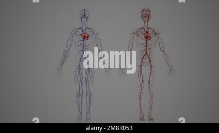 Sistema cardiovascolare venoso e arterioso umano Foto Stock