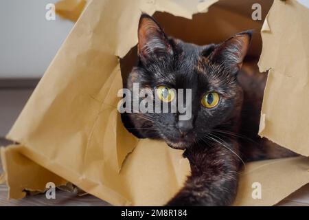 Carino gatto calico che giace in beige kraft carta borsa della spesa e guardando la macchina fotografica Foto Stock