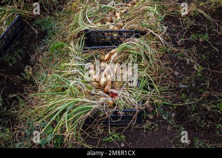 Cipolle con foglie verdi disposte per l'asciugatura in un contenitore di plastica nero. Raccolta di cipolle. Foto Stock