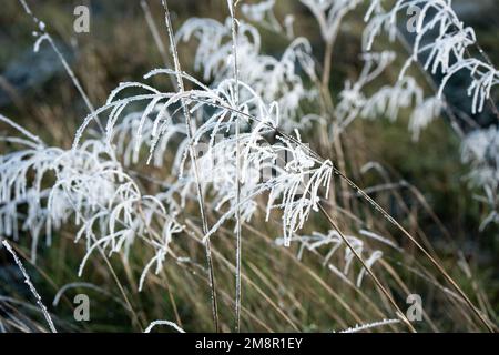 Dettaglio primo piano di ghiaccio e gelo formato sulle piante di prato di inverno, Wiltshire UK Foto Stock