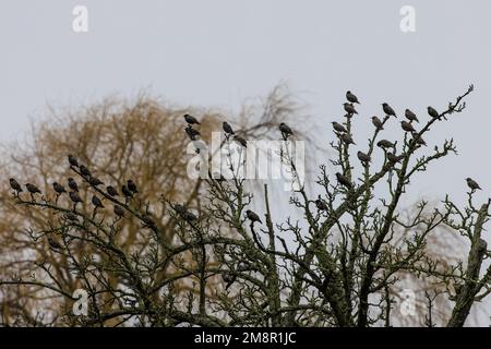 Neuhausen, Germania. 15th Jan, 2023. Stellati seduti in un albero di mela in tempo piovoso. Credit: Frank Hammerschmidt/dpa/Alamy Live News Foto Stock