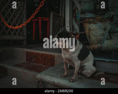 Chihuahua sovra seduto davanti al negozio Foto Stock