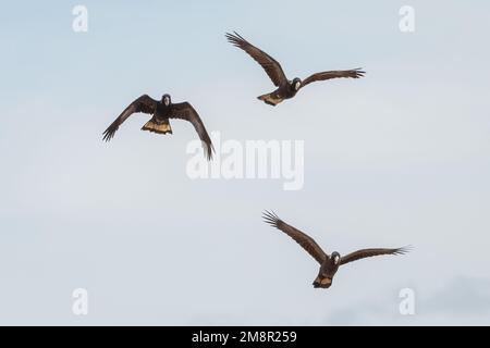 Cockatoos neri dalla coda gialla (Zanda funerea) in volo, Sydney, Australia Foto Stock